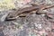 Striped Lava Lizard, Tropidurus Semitaeniatus on stone, Cachoeira Da Fumaca, Smoke Waterfall, Chapada Diamantina, Brazil