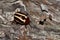 Striped leaf beetle on tree bark.