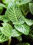 Striped leaf ornamental plants close up