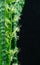 Striped leaves and flower of Sansevieria zeylanica or Zeylanica Snake Plant on black background. Green leaves of Zeylanica