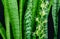 Striped leaves and flower of Sansevieria zeylanica or Zeylanica Snake Plant on black background. Green leaves of Zeylanica