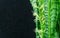 Striped leaves and flower of Sansevieria zeylanica or Zeylanica Snake Plant on black background. Green leaves of Zeylanica