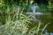 Striped leaves Phalaris arundinacea or reed canary grass on blurred garden pond with fountain background