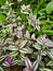 Striped leaves plants in a garden , Kuala Lumpur Malaysia