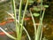 Striped leaves of  varriegated calamus on a blurred background  of a garden pond.