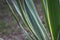 Striped leaves Yucca gloriosa in the natural light of the garden.