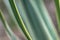 Striped leaves Yucca gloriosa in the natural light of the garden.