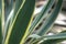 Striped leaves Yucca gloriosa in the natural light of the garden.