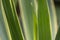 Striped leaves Yucca gloriosa in the natural light of the garden.