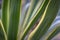 Striped leaves Yucca gloriosa in the natural light of the garden. A succession of green, white, yellow stripes