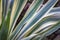 Striped leaves Yucca gloriosa in the natural light of the garden. A succession of green, white, yellow stripes of leaf