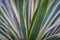 Striped leaves Yucca gloriosa in the natural light of the garden. A succession of green, white, yellow stripes of leaf on the gray