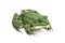 Striped light green moor frog