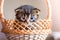 A striped little kitty looks out of basket_