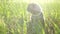 Striped lop eared Scottish kitten plays in the green grass in the sun. A little kitten walks and plays in the street in