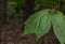 Striped maple moosewood leaves in a Muskoka forest