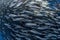 Striped marlin and sea lion hunting in sardine bait ball in pacific ocean