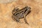 Striped Marsh Frog