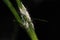 Striped Mealybug - Ferrisia virgata