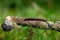 Striped Millipede,  ommatoiulus sabulosus, walking along a tree twig