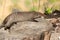 The striped mongoose rests on a stump in Ruaha National Park ,Iringa,Tansania