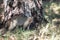 A striped mongoose is standing on a green grass near a tree