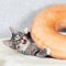 A striped mongrel kitten plays with an orange pillow with a hole in the middle.