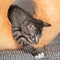 A striped mongrel kitten plays with an orange pillow with a hole in the middle.