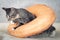 A striped mongrel kitten plays with an orange pillow with a hole in the middle