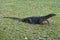 Striped monitor lizard water monitor lizard on a grass. Park Lumpini, Bangkok