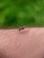 Striped mosquito drank blood on human skin