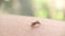 Striped mosquito drinks blood on human skin