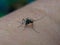 The striped mosquito feeds on blood on human skin. Mosquitoes are carriers of dengue and malaria.