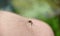 A striped mosquito landed on a man's leg against a background of grass