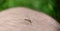 Striped mosquito sits on a man& x27;s leg against a background of grass