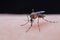 Striped mosquitoes are eating blood on human skin