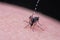 Striped mosquitoes are eating blood on human skin