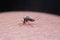 Striped mosquitoes are eating blood on human skin