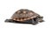 Striped Mud Turtle (Kinosternon Baurii)