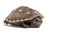 Striped Mud Turtle (Kinosternon Baurii)