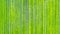 Striped Natural Organic Green Leaf Background #2