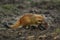 Striped-necked Mongoose - Herpestes vitticollis