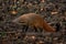 Striped-necked Mongoose - Herpestes vitticollis, beautiful colored shy mongoose