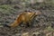 Striped-necked Mongoose - Herpestes vitticollis, Sri Lanka