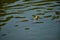 Striped necked turtle swimming in a little pond