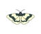 Striped nocturnal moth, butterfly and moth, logo design. Flying insects, nature, entomology and entomological, vector design