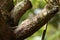 Striped palm squirrels in Sri Lanka