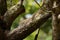 Striped palm squirrels in Sri Lanka