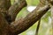 Striped palm squirrels in Sri Lanka