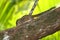 Striped palm squirrels in Sri Lanka